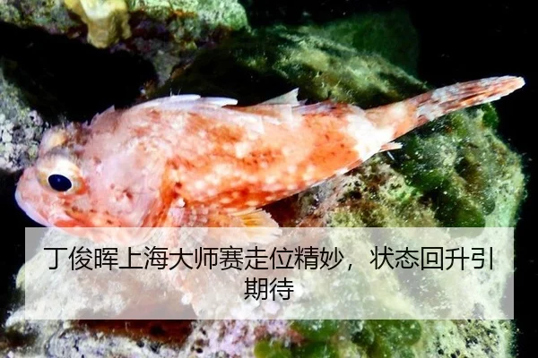 丁俊晖上海大师赛走位精妙，状态回升引期待